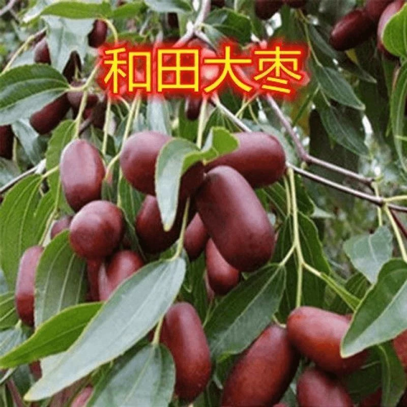嫁接和田大枣果树苗南方北方种植枣树苗庭院盆栽地栽当年结果枣树