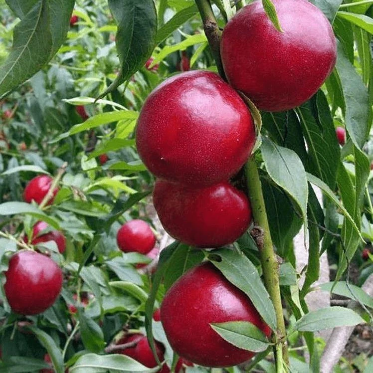 早熟油桃树苗 特大黄肉桃子树苗 蜜硕油桃苗 嫁接桃子苗当年结果