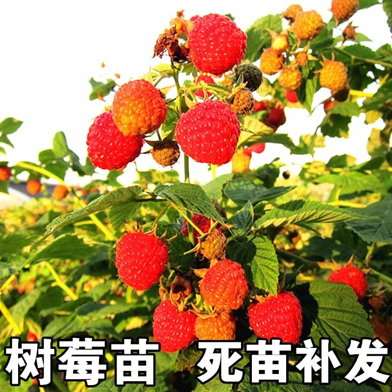 树莓苖覆盆子树苖盆栽南北方种植四季当年结果庭院阳台树莓树