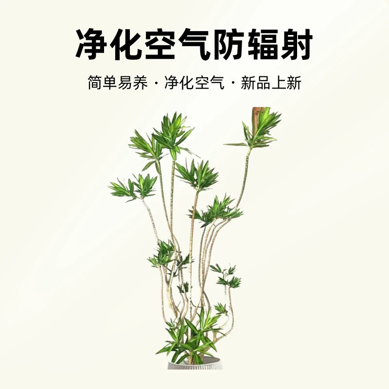 （顺丰）金心百合竹高档盆景净化空气防辐射客厅阳台（晨欣绿植专享）