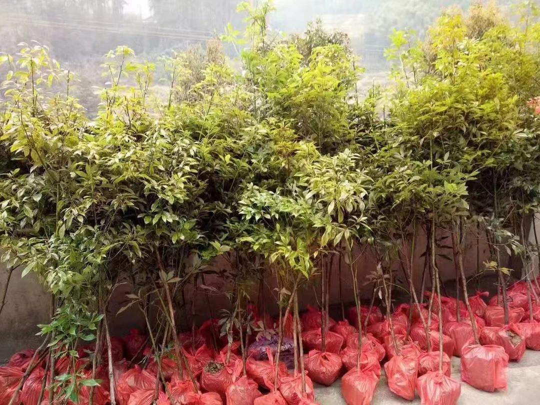 金丝楠木苗，一米高，带土球发货绿植正宗小叶桢楠风景树金丝楠木树