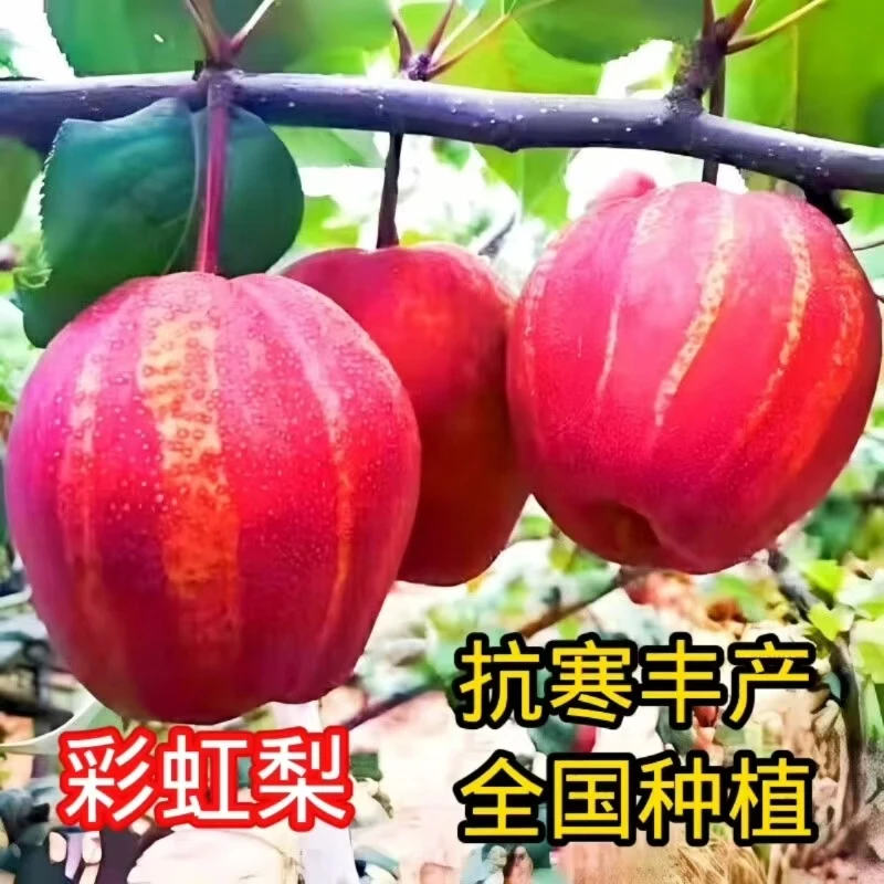 梨树苗新品种嫁接秋月梨彩红梨香梨口感脆甜大果多汁南方北方种植