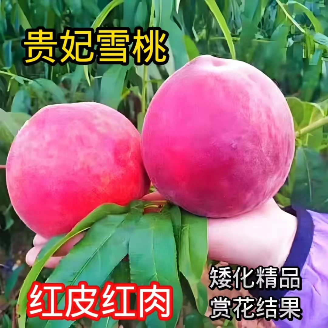 新型果树苗血桃树苗矮化桃树苗水蜜桃盆栽地栽南北方四季种植当年