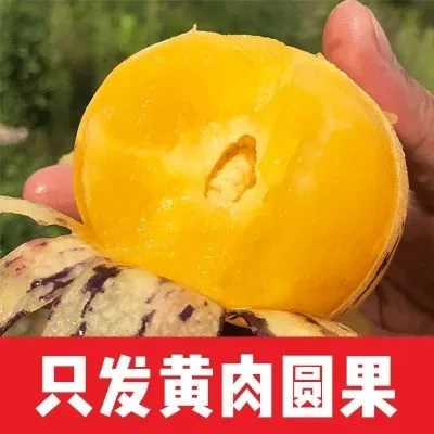 (顺丰)真树熟人参果新鲜现摘云南石林七彩应季水果黄肉人生圆果