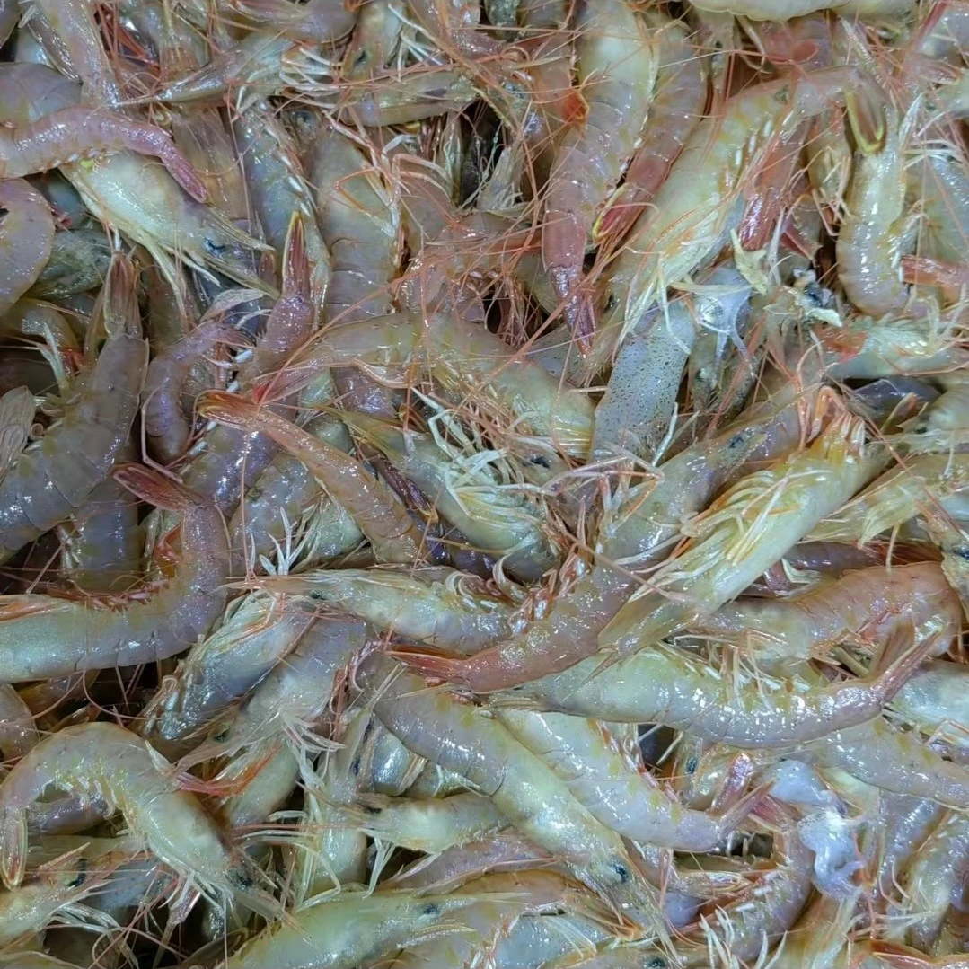 大连特产鹰爪虾，灯笼红虾  3斤