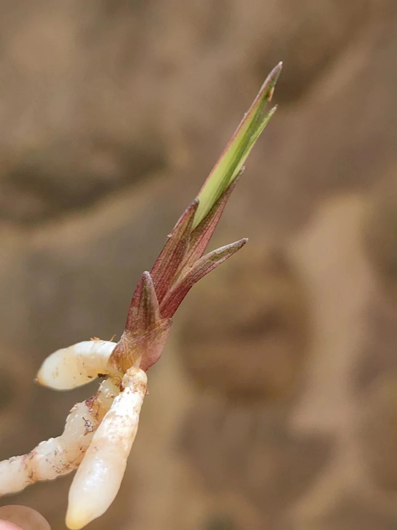 国兰 小苗艺草放漏链接