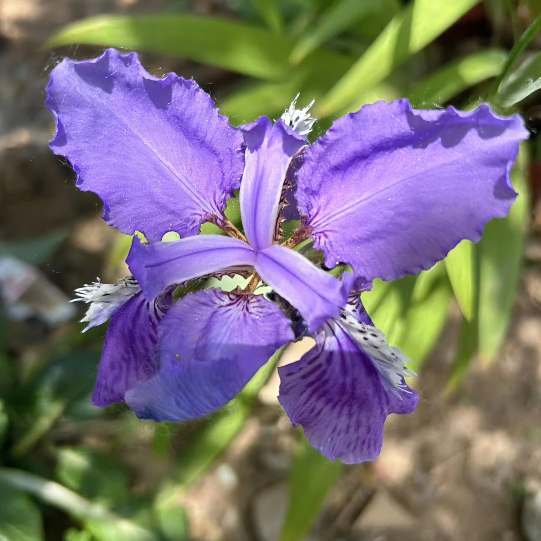 鸢尾花蓝蝴蝶多年生花苗盆栽地载庭院花卉耐寒兰香水春季客厅紫色