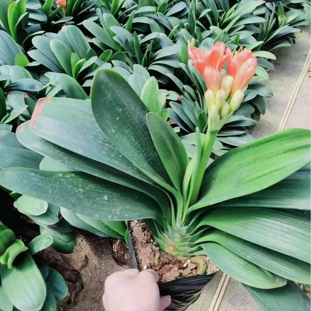 大花君子兰带花苞君子兰大苗绿植盆栽室内好养不死懒人兰花卉大全