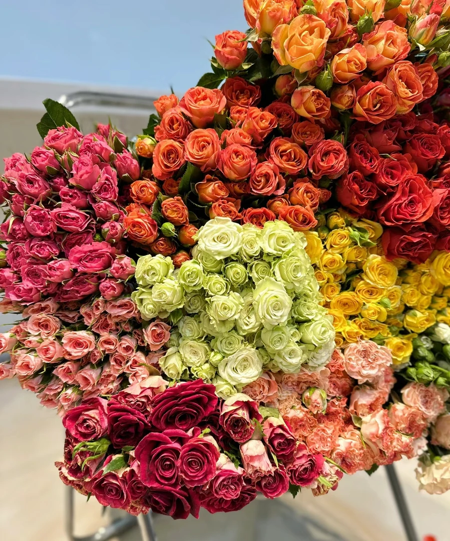 【妙花坊】多头泡泡玫瑰云南直发