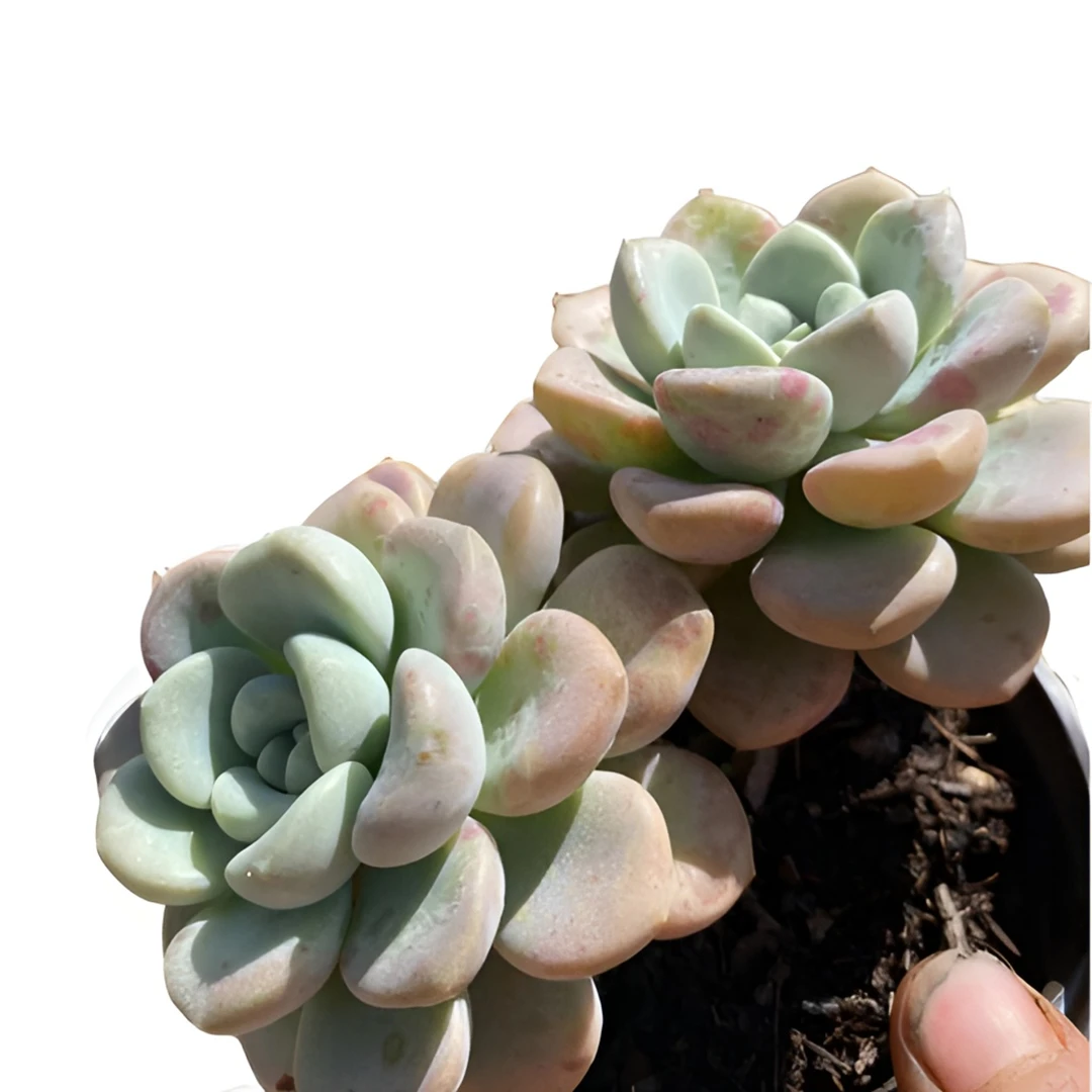 花斑鹿 多肉植物 娟娟多肉 18包邮