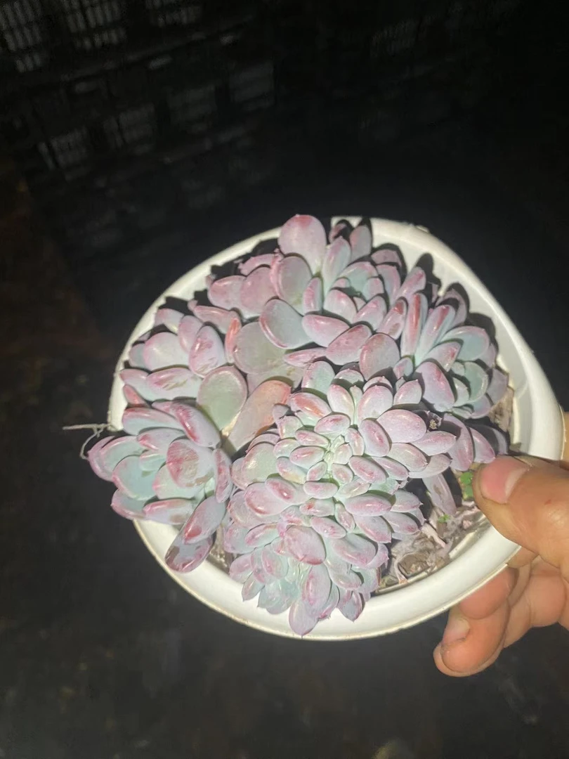 玛瑙   多肉植物 娟娟多肉 18包邮 有无砍不保证