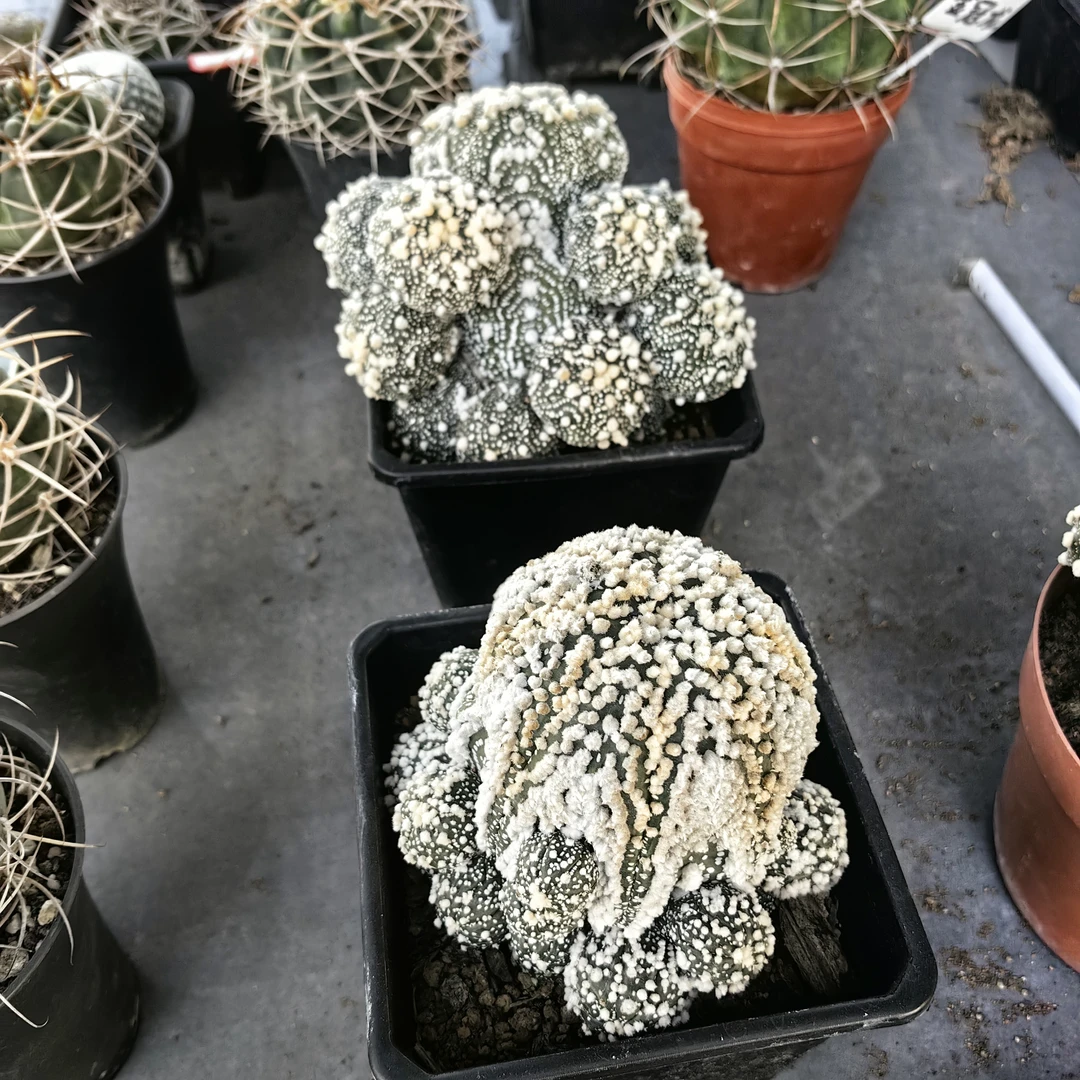 仙人球新号开播福利多多