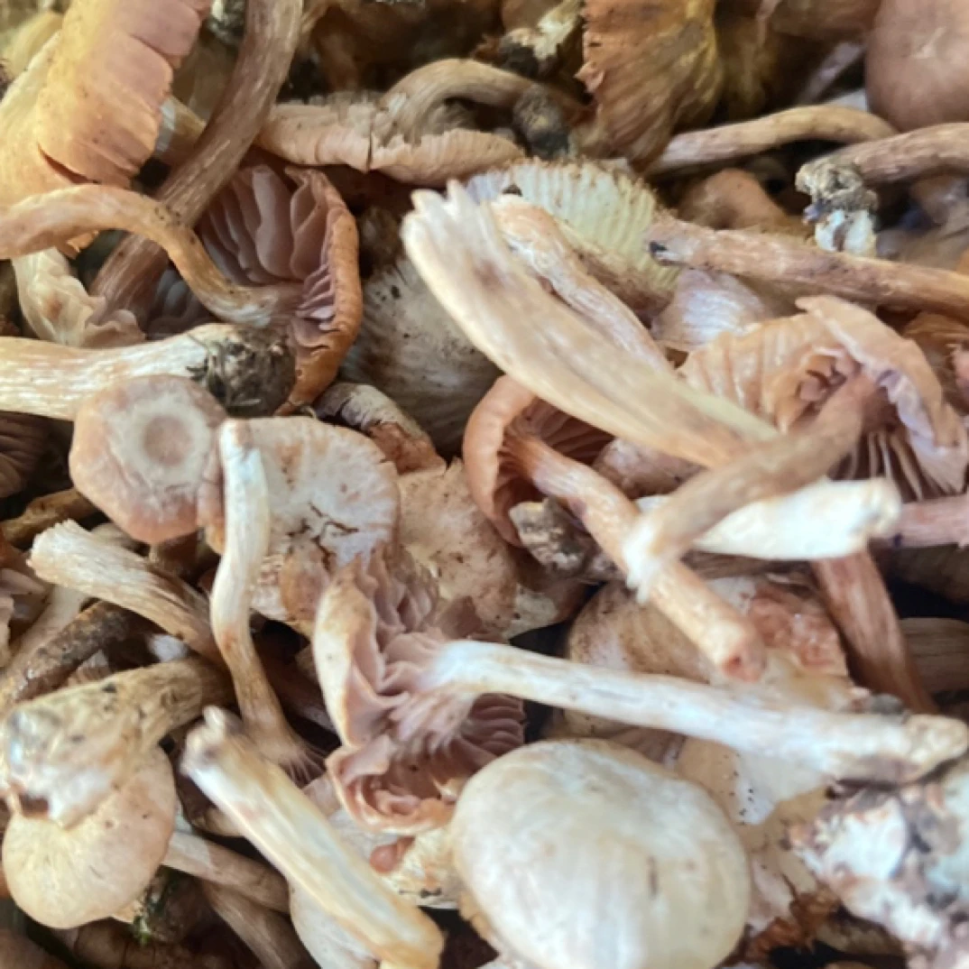 野生菌美味提脚菌