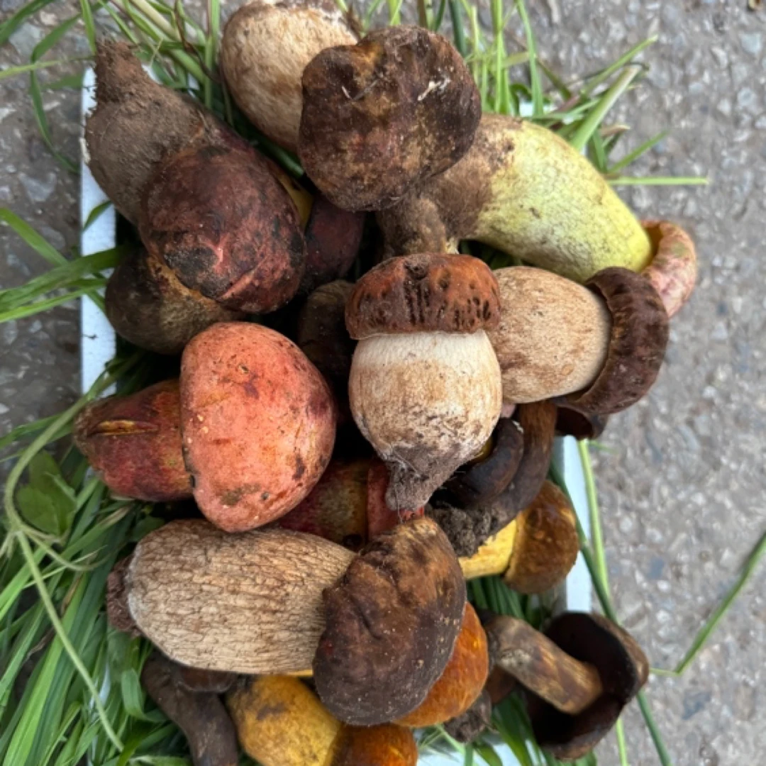 爆炒野生菌组合链接