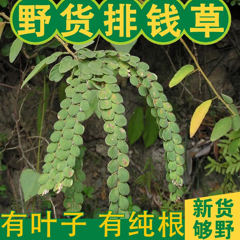 排钱草 阿婆前排草 前串草 前排草 串钱草 500g包邮