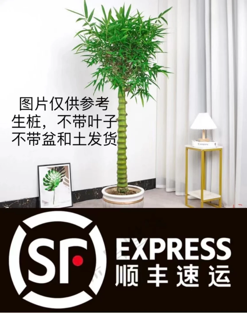 大佛肚竹盆景庭院室内四季常绿地景高档观赏绿植）
