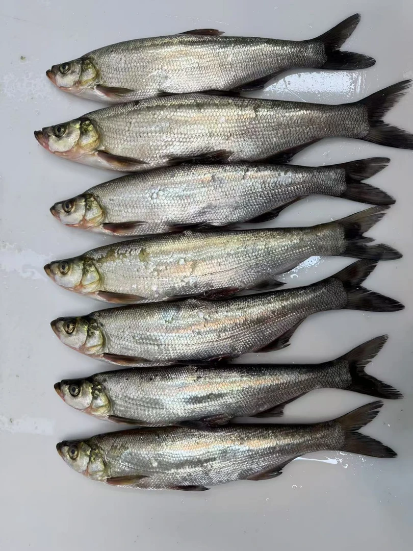 去腮去鳞去内脏顺丰包邮翘嘴大白鱼7斤包邮产地吉林松原翘嘴鱼