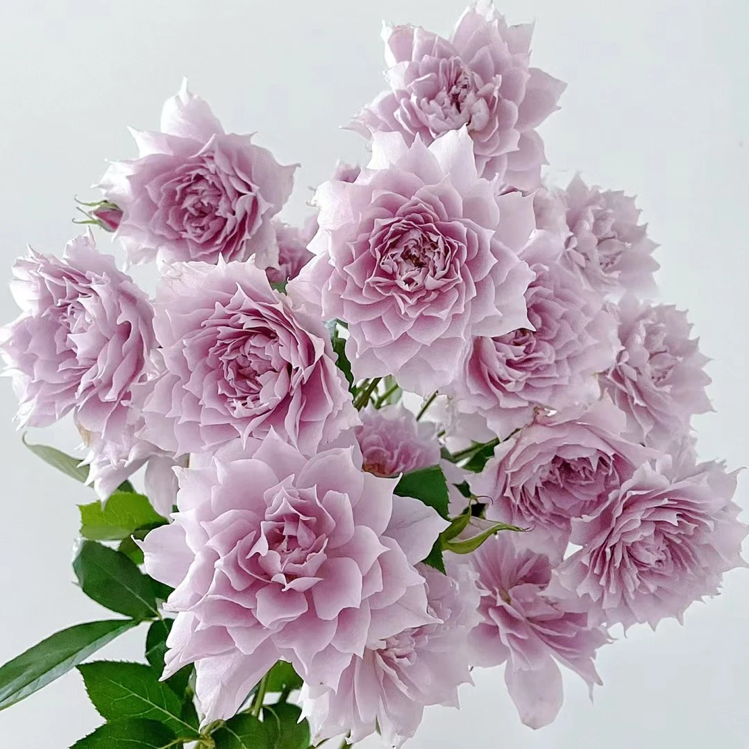 静静的花园【幻紫】月季扦插花苗丰花灌木多季开花淡香