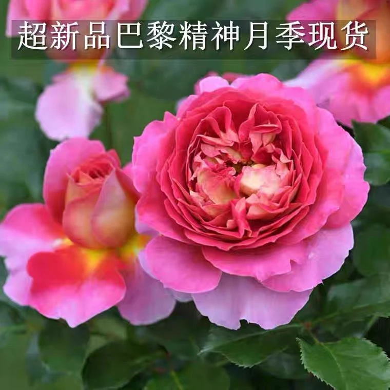 静静的花园超新品【巴黎精神】扦插灌木戴尔巴德切花浓