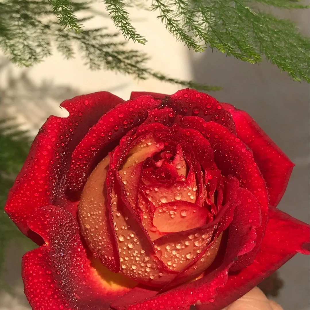 大苗【马萨德医生 】扦插月季花苗大花浓香多头