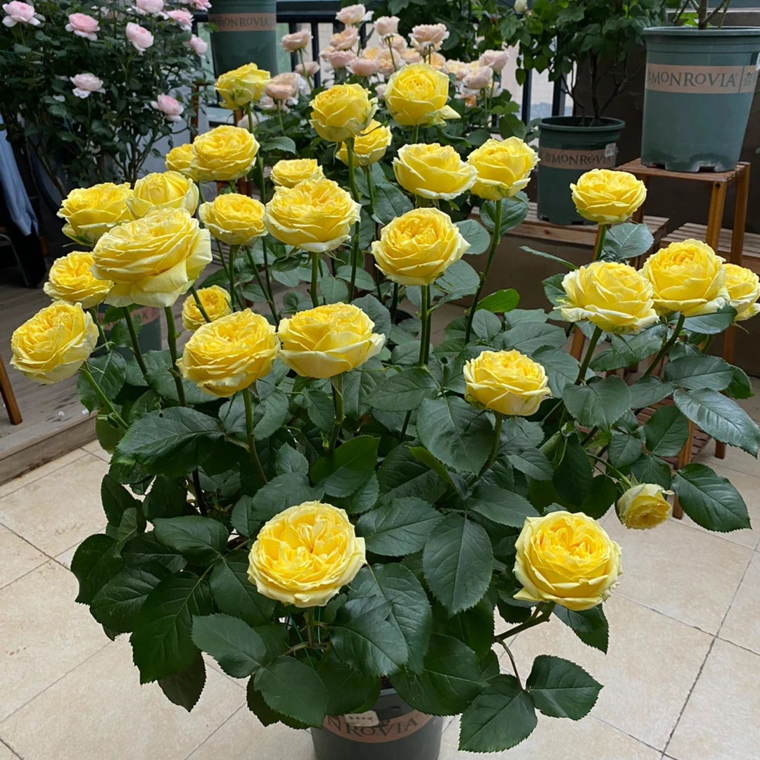 静静的花园【凯特琳娜】扦插日本月季花苗切花玫瑰四季大花盆