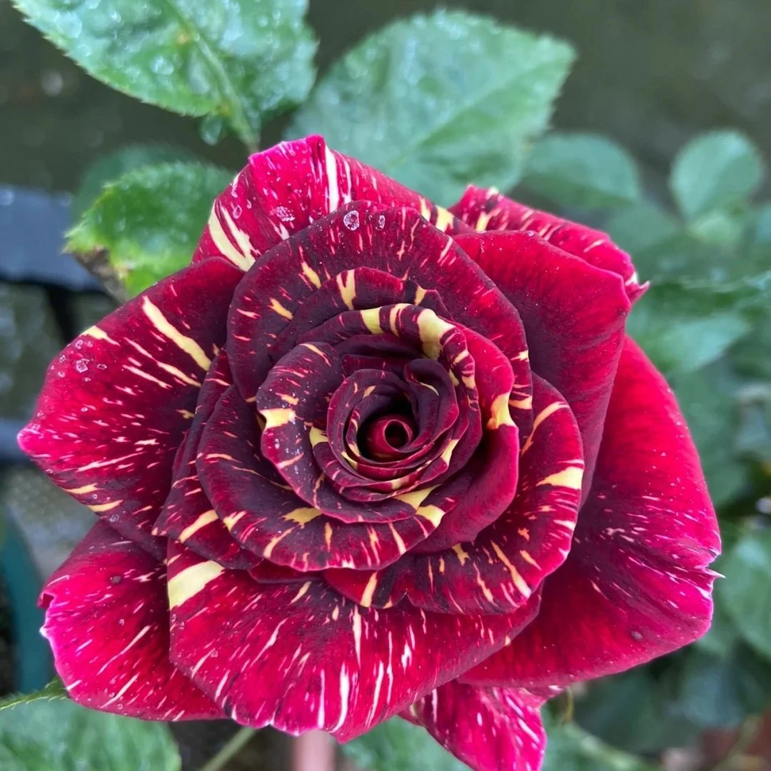 静静的花园 【流星雨】欧月德国月季条纹多头耐热耐开耐寒