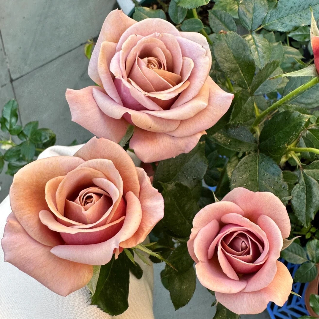 静静的花园【可可洛可】扦插复古风丰花月季巧克力色