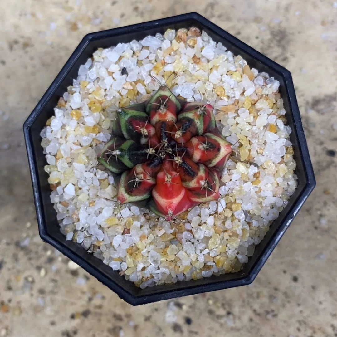 满***餐仙人球实生米哈锦