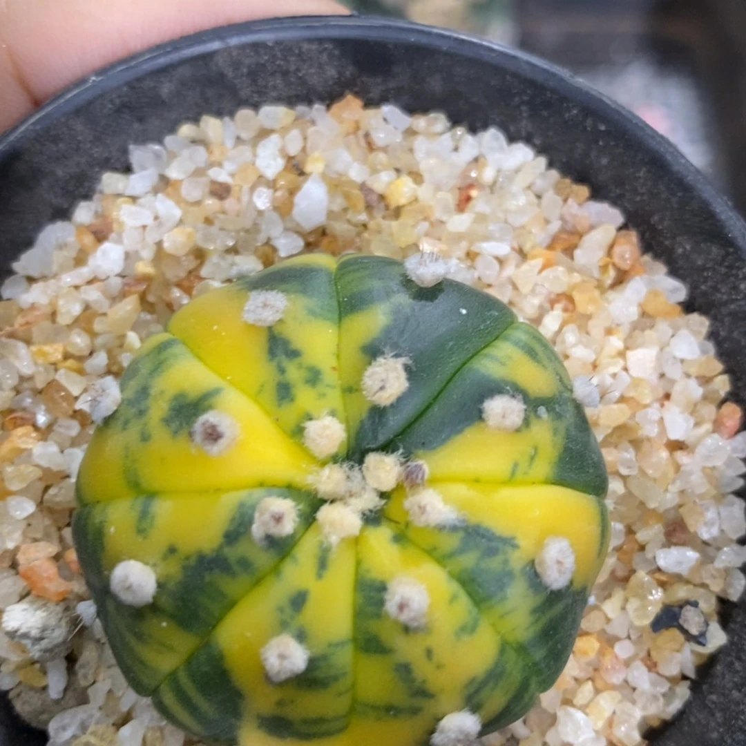 仙人球实生星兜锦