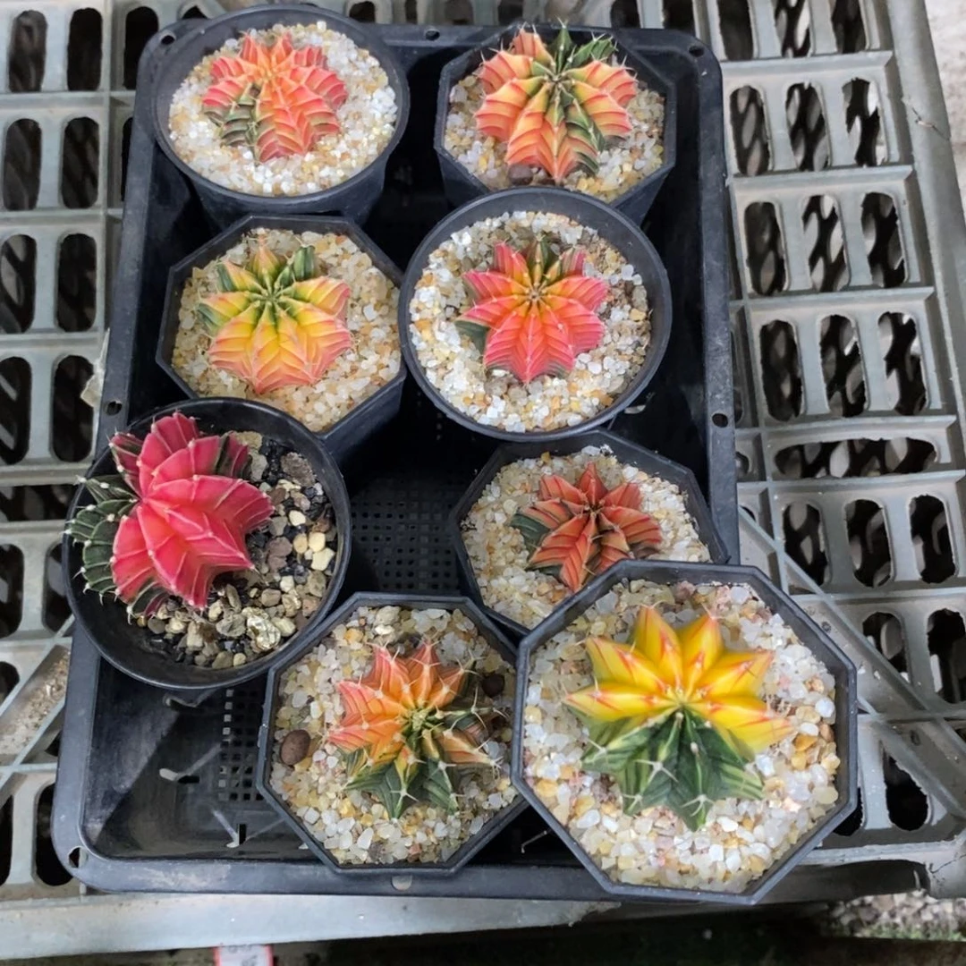 爱****叔仙人球实生肋骨锦八个
