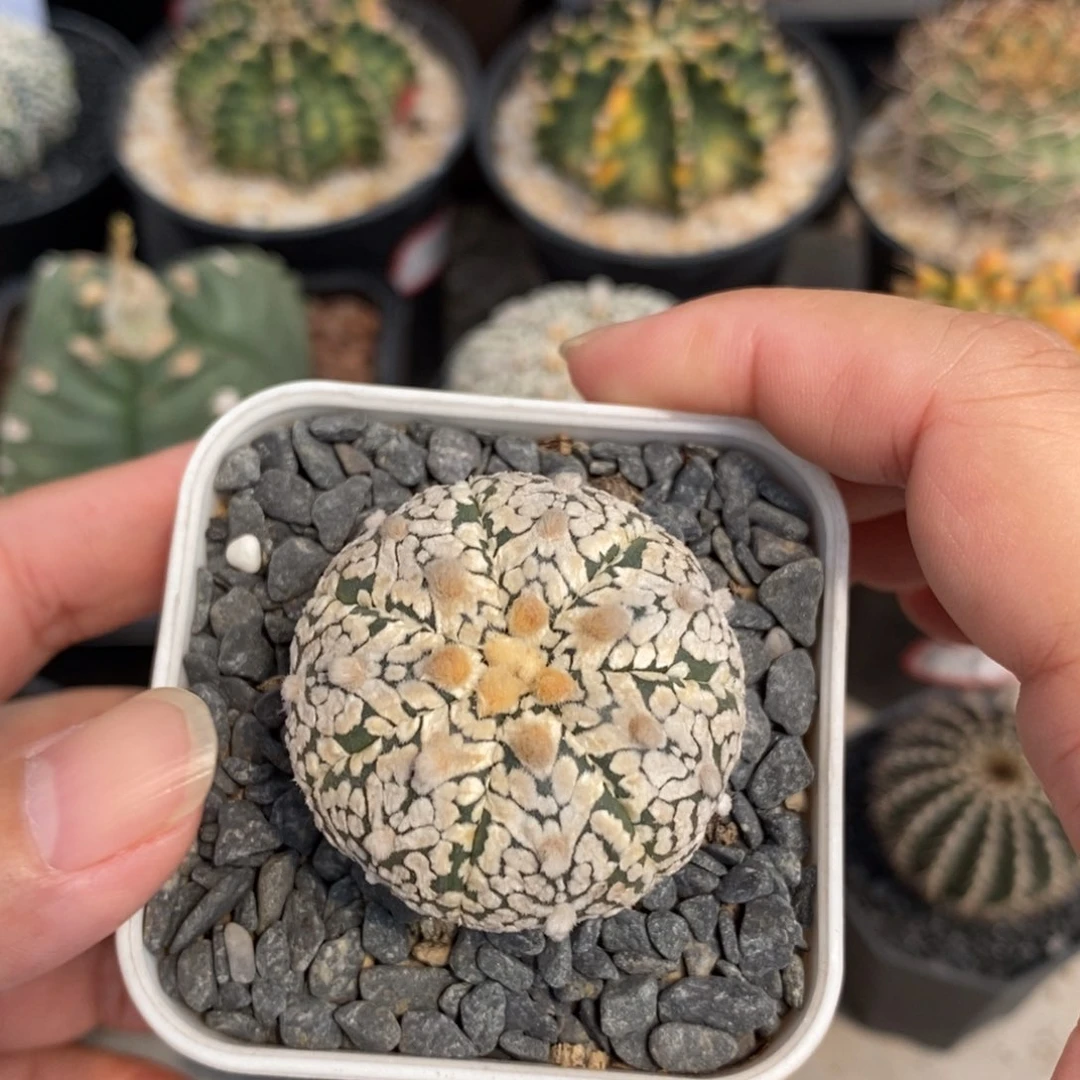 仙人球实生浓白v