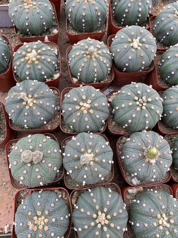 实生星兜仙人球超兜琉璃兜多肉植物阳台绿植盆栽可爱趣味净化庭院