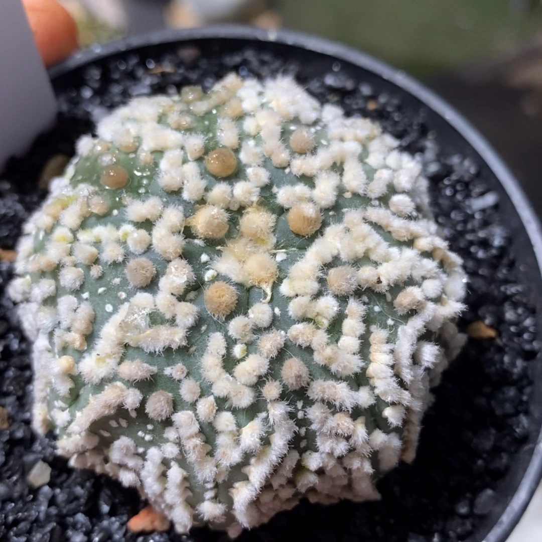 仙人球和太阳的花园兜
