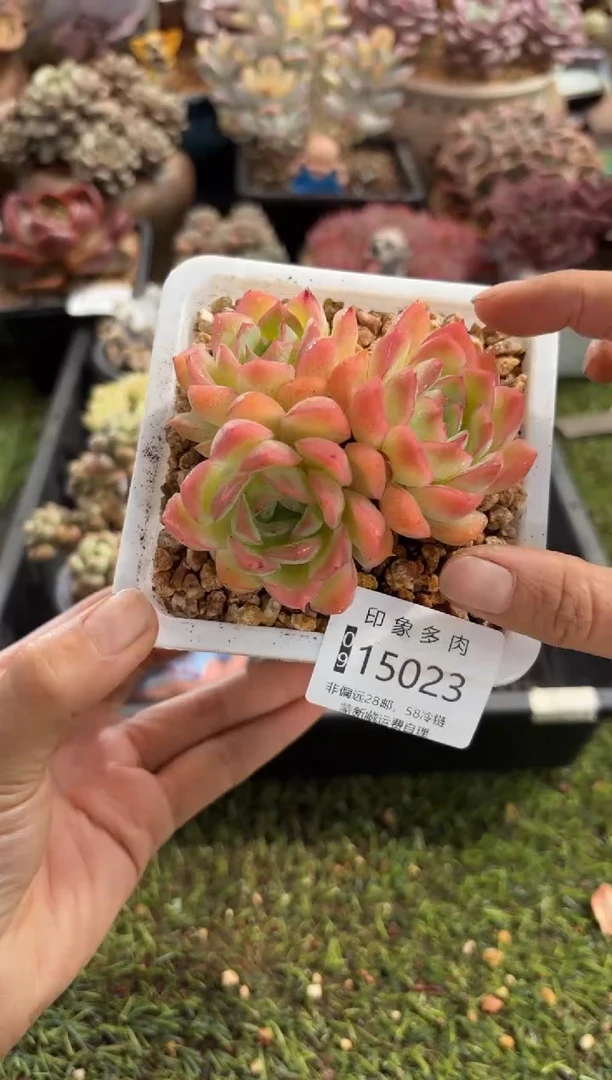 【闪购商品】15023