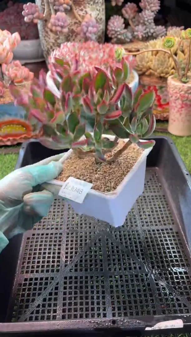 【闪购商品】22948