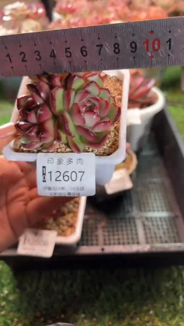 【闪购商品】12607