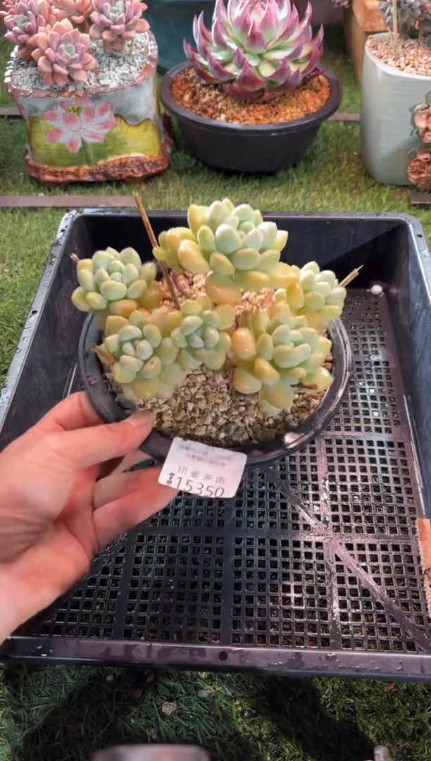 【闪购商品】15350
