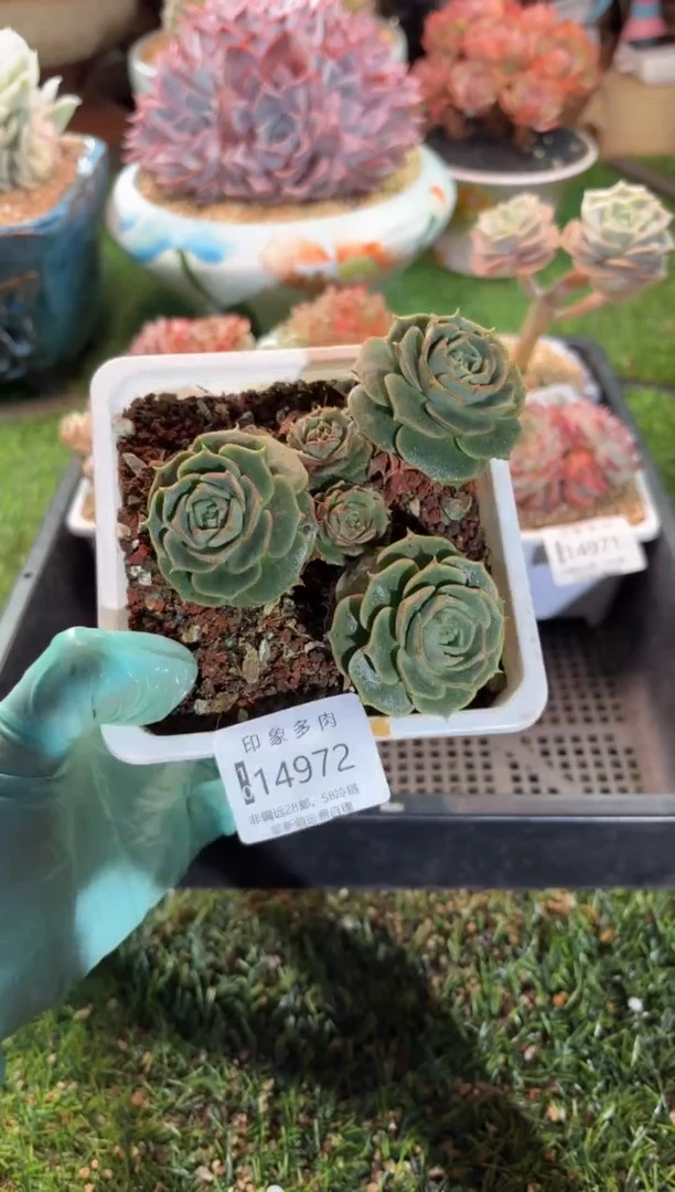 【闪购商品】14972