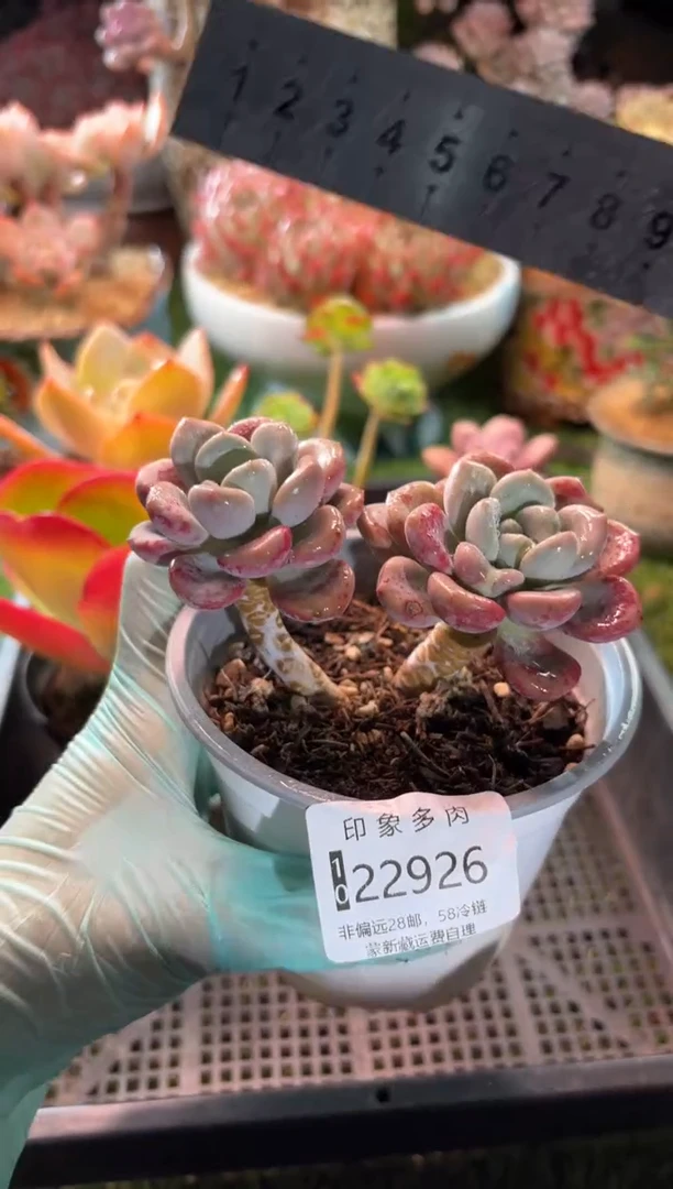 【闪购商品】22926