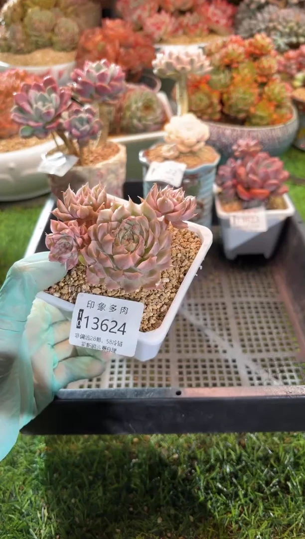 【闪购商品】13624