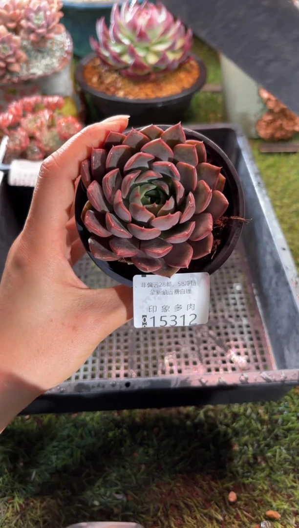 【闪购商品】15312