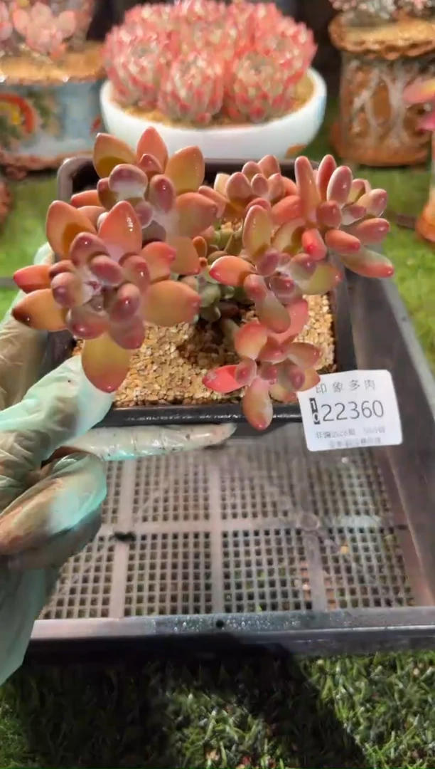 【闪购商品】22360