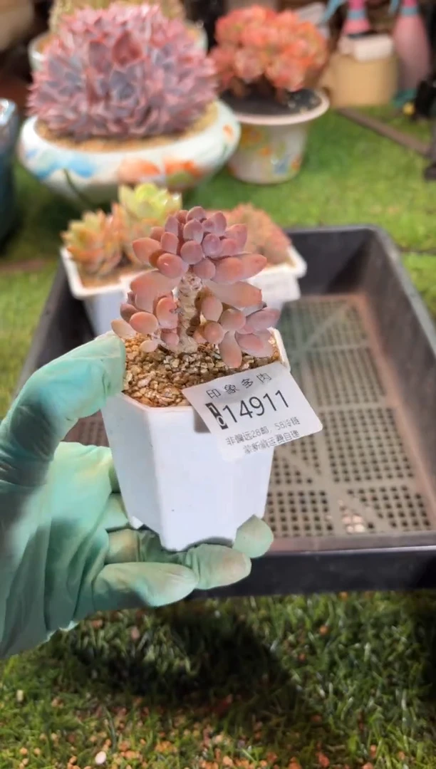 【闪购商品】14911