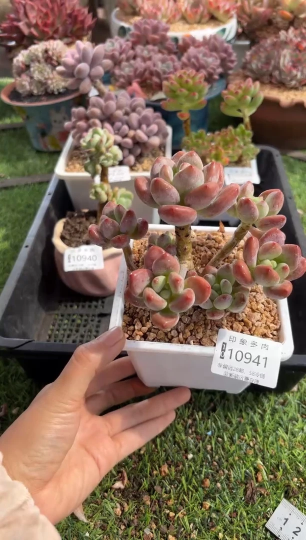 【闪购商品】10941