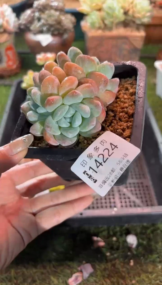 【闪购商品】14224