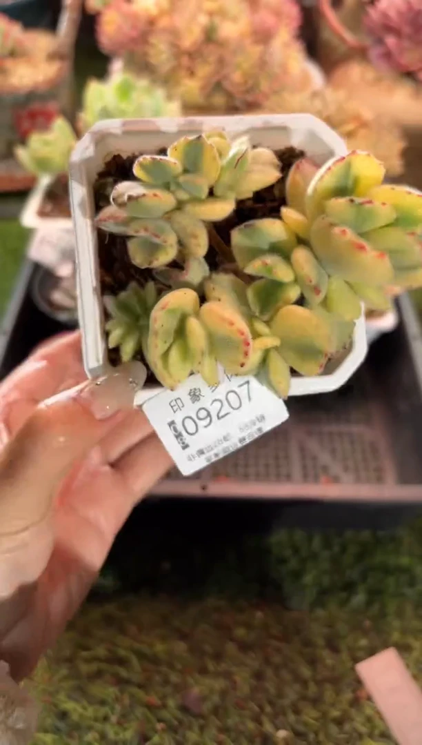 【闪购商品】09207