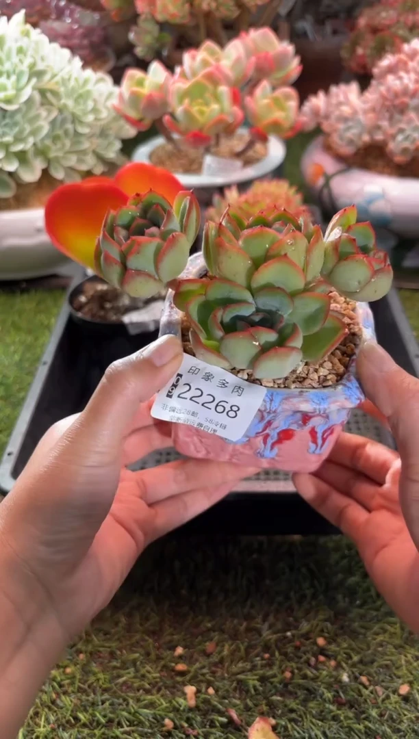 【闪购商品】22268