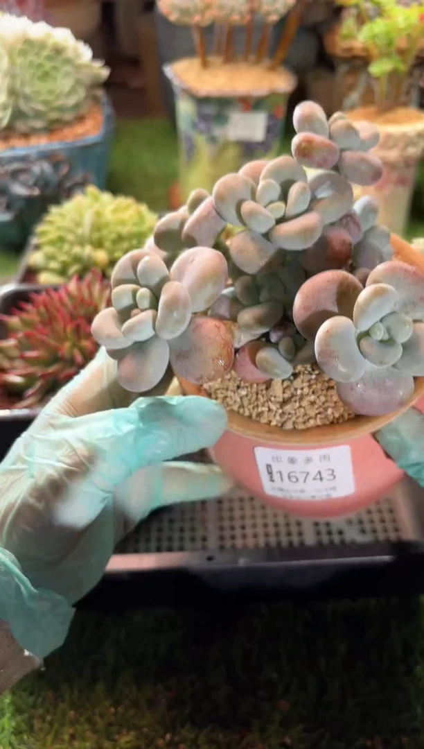 【闪购商品】16743