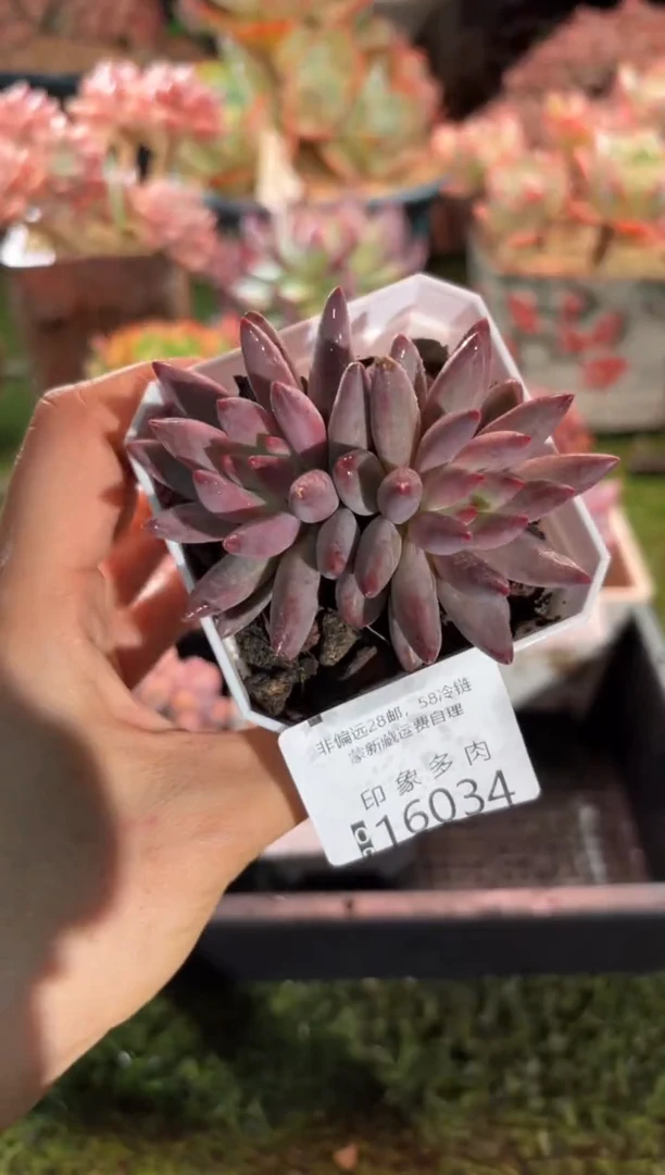 【闪购商品】16034