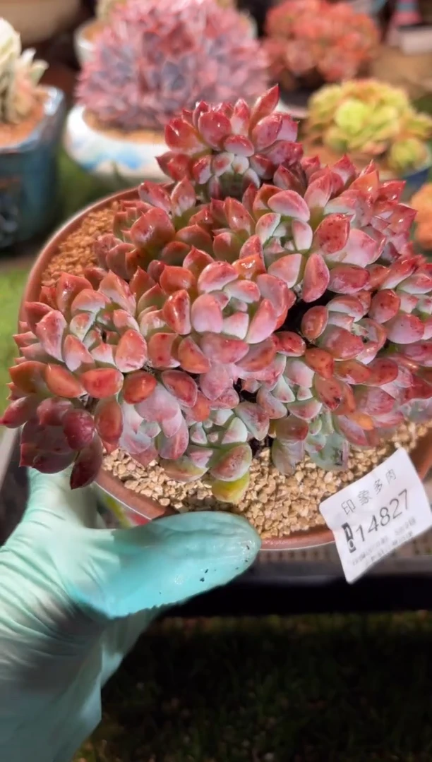 【闪购商品】14827